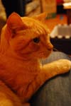 2008.12.04_dharia_mcgrew_001